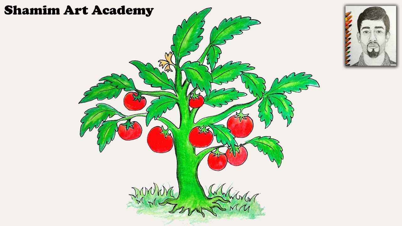 1280x720 How To Draw A Tomato Tree Very Easy Drawing - Tomato Plant Drawing