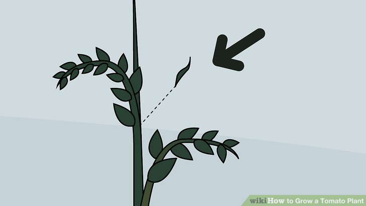 728x410 How To Grow A Tomato Plant - Tomato Plant Drawing