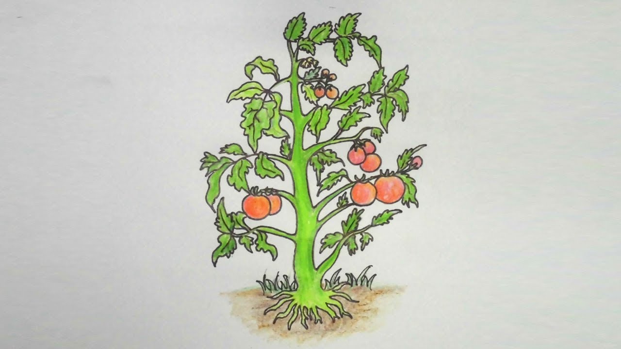 1280x720 How To Draw Tomato Tree Step - Tomato Plant Drawing