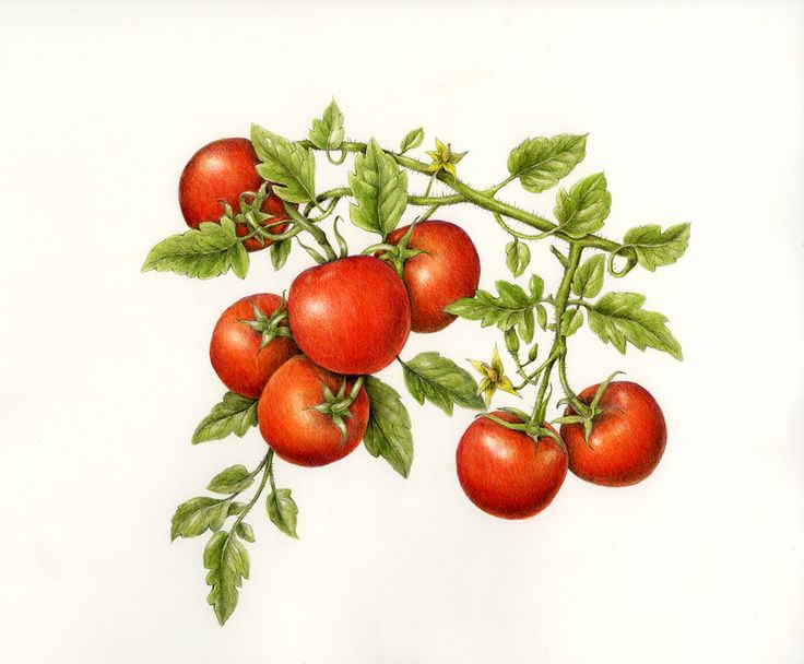 736x608 icicle tomato clipart - Tomato Plant Drawing