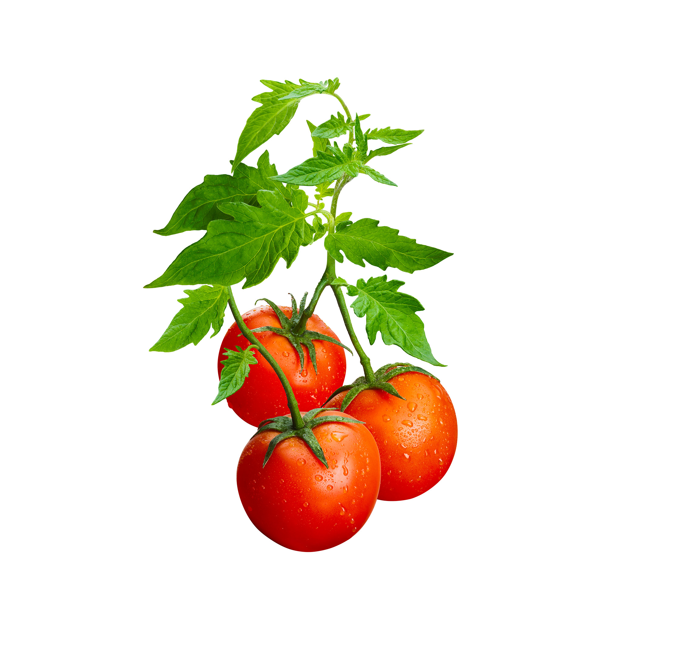 Tomato Plant Drawing at Explore collection of