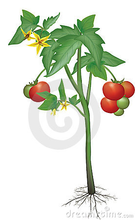277x450 Parts Of A Tomato Plant Clipart Clip Art Images - Tomato Plant Drawing
