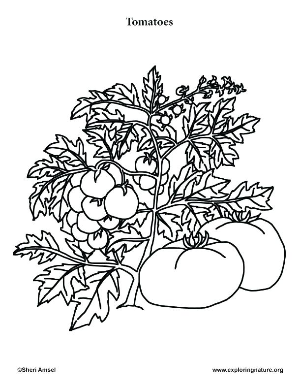 612x792 tomato drawing tomato tree for free download - Tomato Plant Drawing