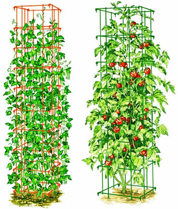 Tomato Plant Drawing at PaintingValley.com | Explore collection of ...