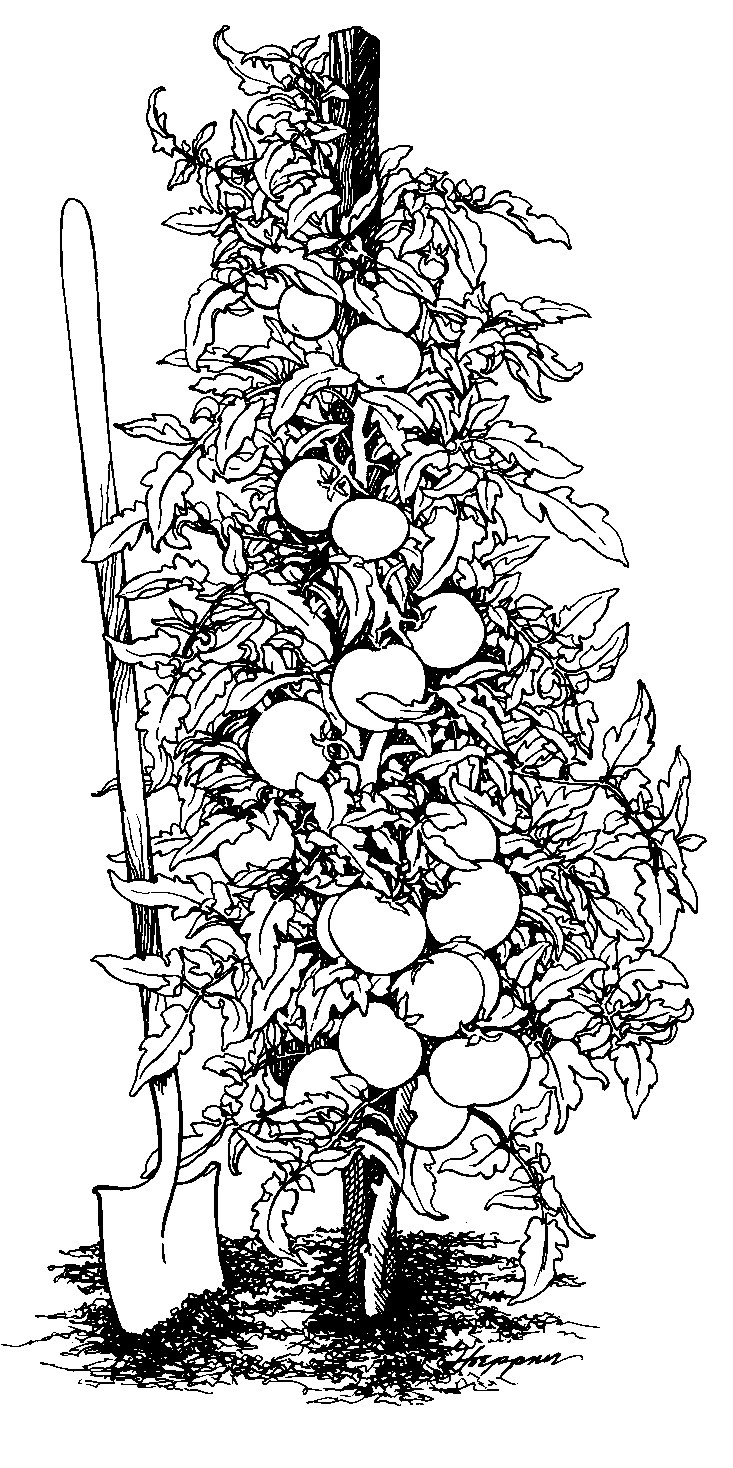 733x1468 tomato big beef hybrid all america selections - Tomato Plant Drawing