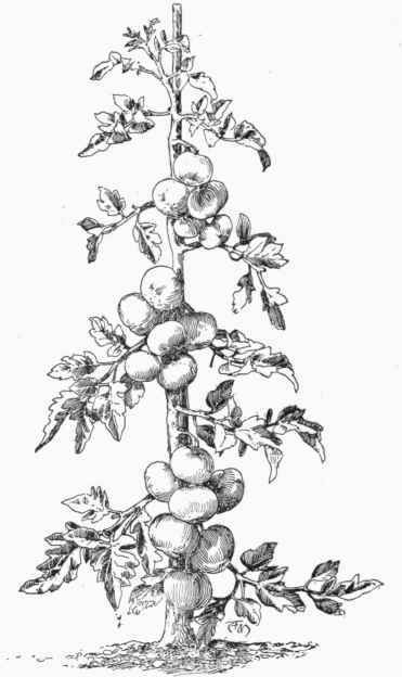 371x624 tomato cultivation part - Tomato Plant Drawing