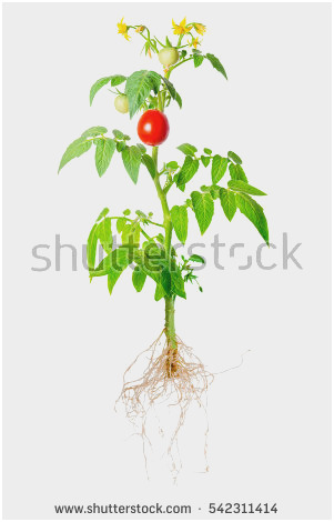 301x470 tomato fruit anatomy admirably tomato plant drawing with roots - Tomato Plant Drawing