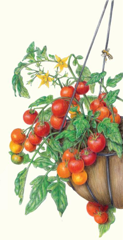 405x788 tomato growing tips - Tomato Plant Drawing