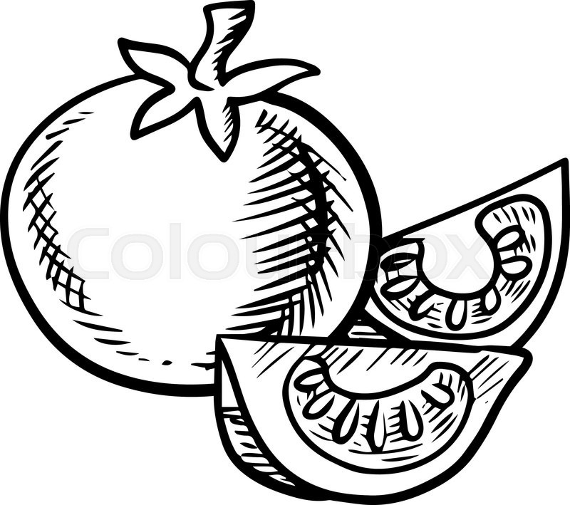 800x709 Tomato Plant Drawing - Tomato Plant Drawing