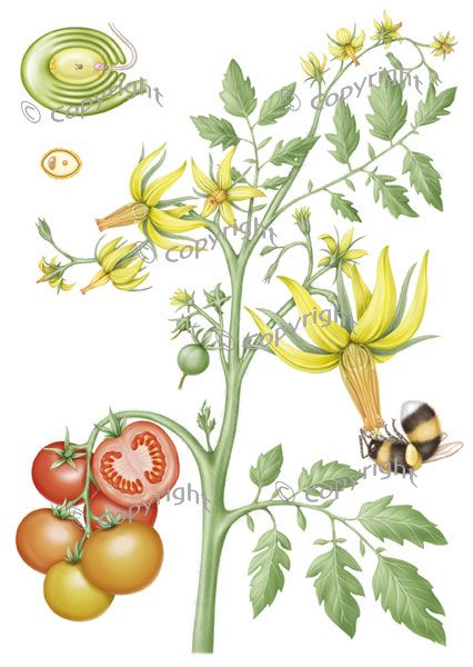 426x600 tomato plant life cycle illustration inspiration weird science - Tomato Plant Drawing