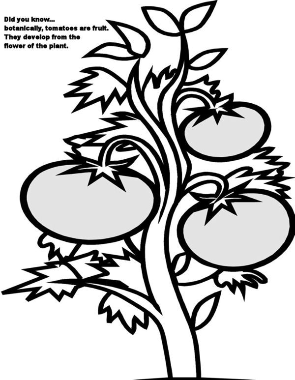 600x773 tomato drawing tomato plant for free download - Tomato Plant Drawing