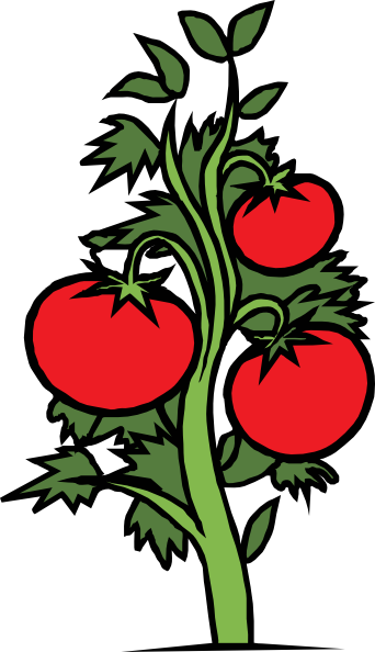 342x594 Tomato Plant Clip Art Free Vector - Tomato Plant Drawing