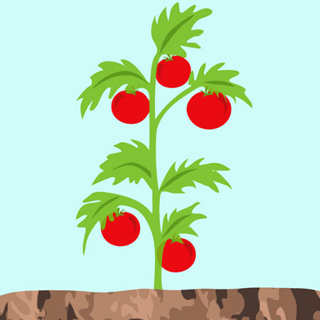 450x450 tomato plant free early years primary teaching resources - Tomato Plant Drawing