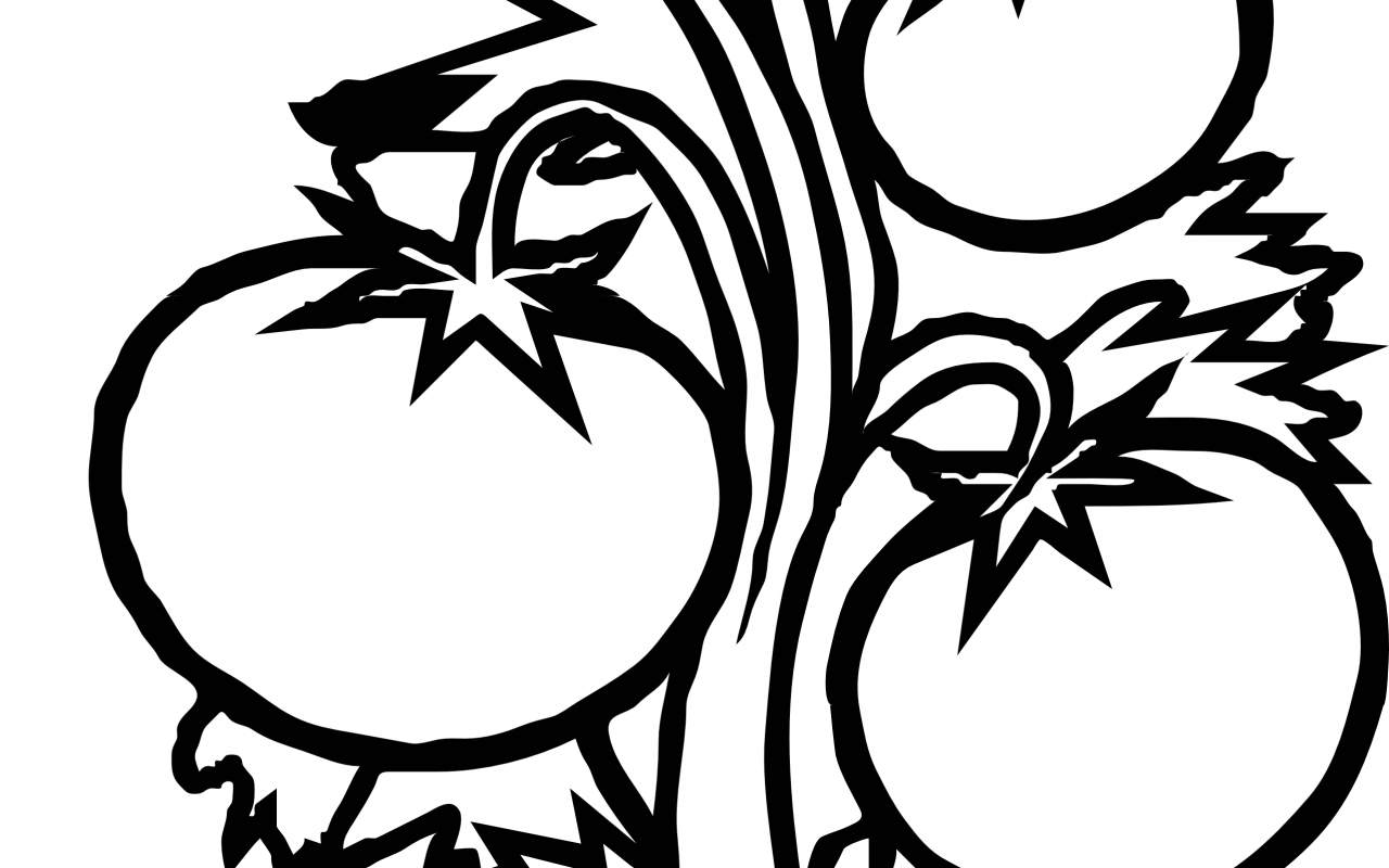 1280x800 Tomato Plant Drawing - Tomato Plant Drawing