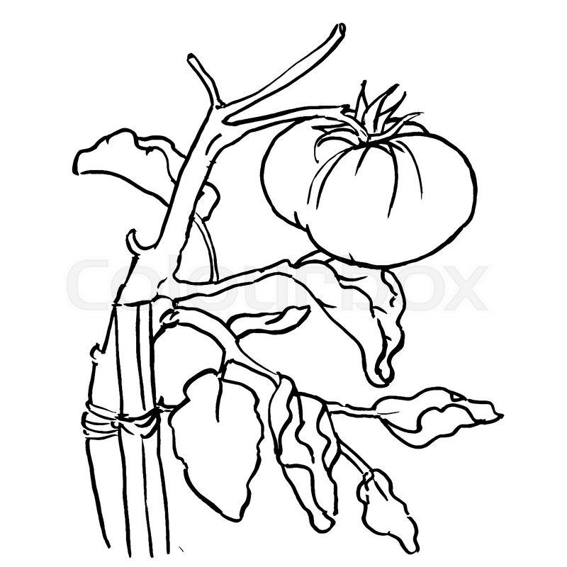 800x800 Tomato Plant Is In A Garden Graphics Stock Vector Colourbox - Tomato Plant Drawing