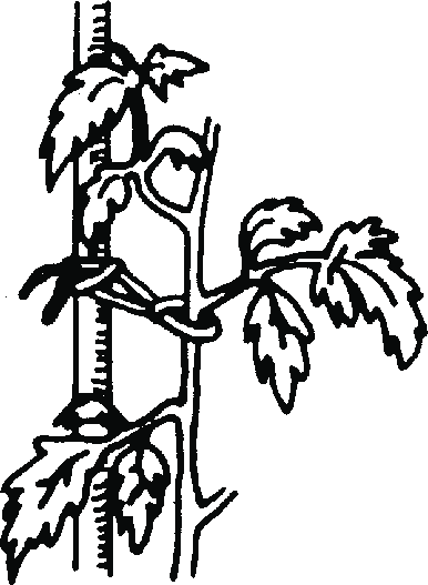386x527 tomato plants should be tied loosely to support stakes download - Tomato Plant Drawing