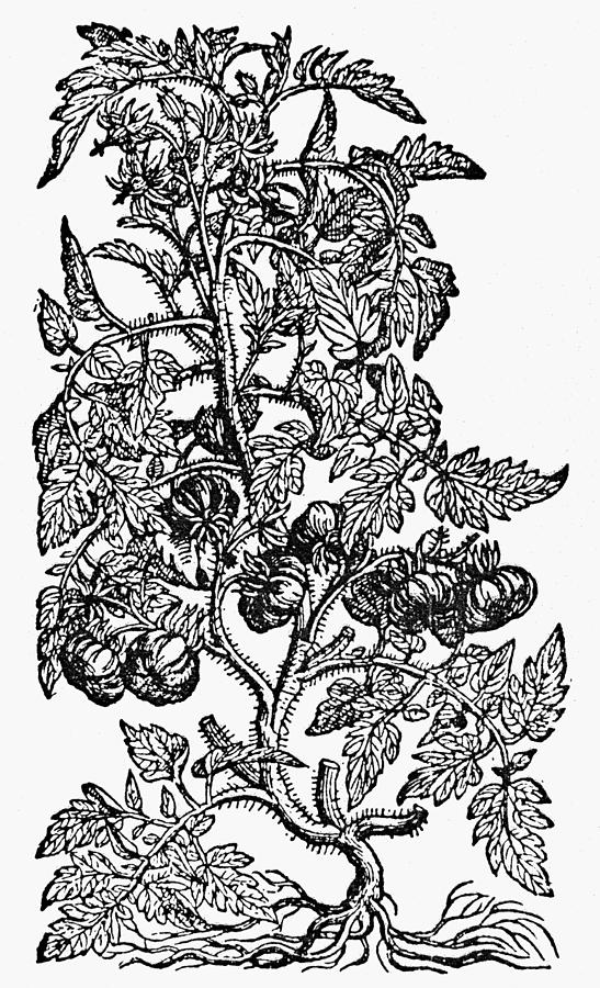 547x900 botany tomato plant drawing - Tomato Plant Drawing