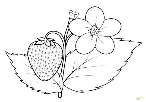 476x333 coloring pages tomatoes tomato plant colouring amazing colourin - Tomato Plant Drawing