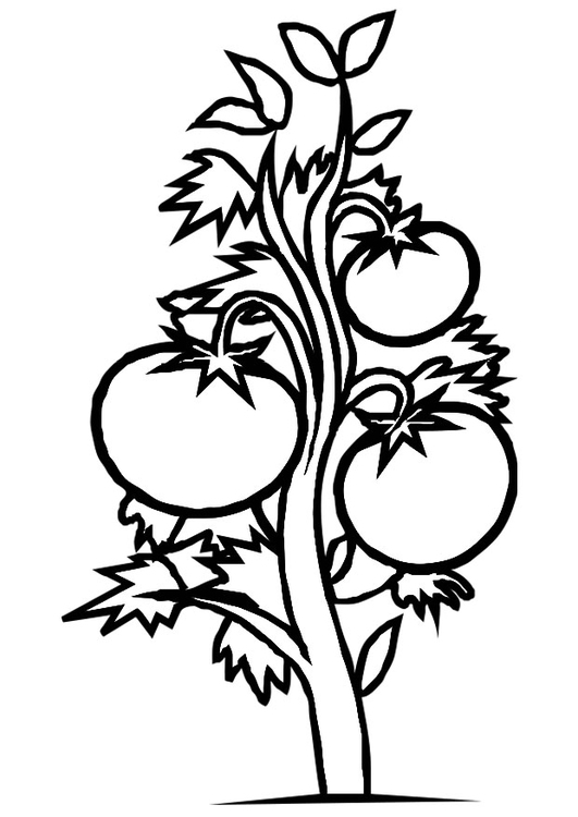 531x750 Coloring - Tomato Plant Drawing