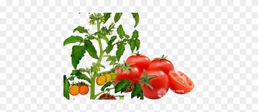 840x367 Chua, Sinh Chua, Tomato - Tomato Plant Drawing