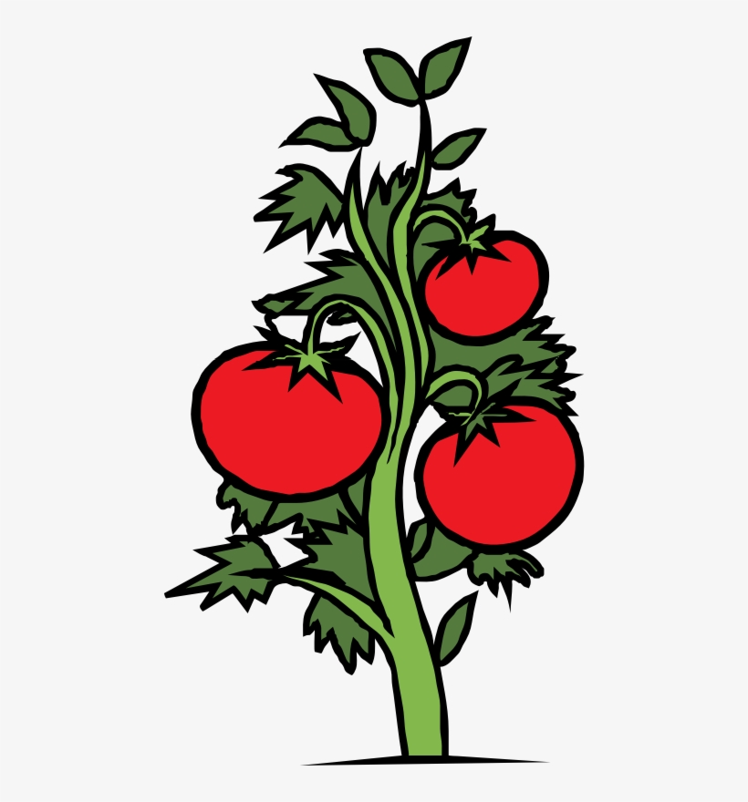 Tomato Plant Drawing at Explore collection of