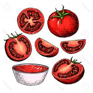 300x300 Stock Photo Vector Outline Tomato Slice Food Icon In Hand Drawn - Tomato Slice Drawing