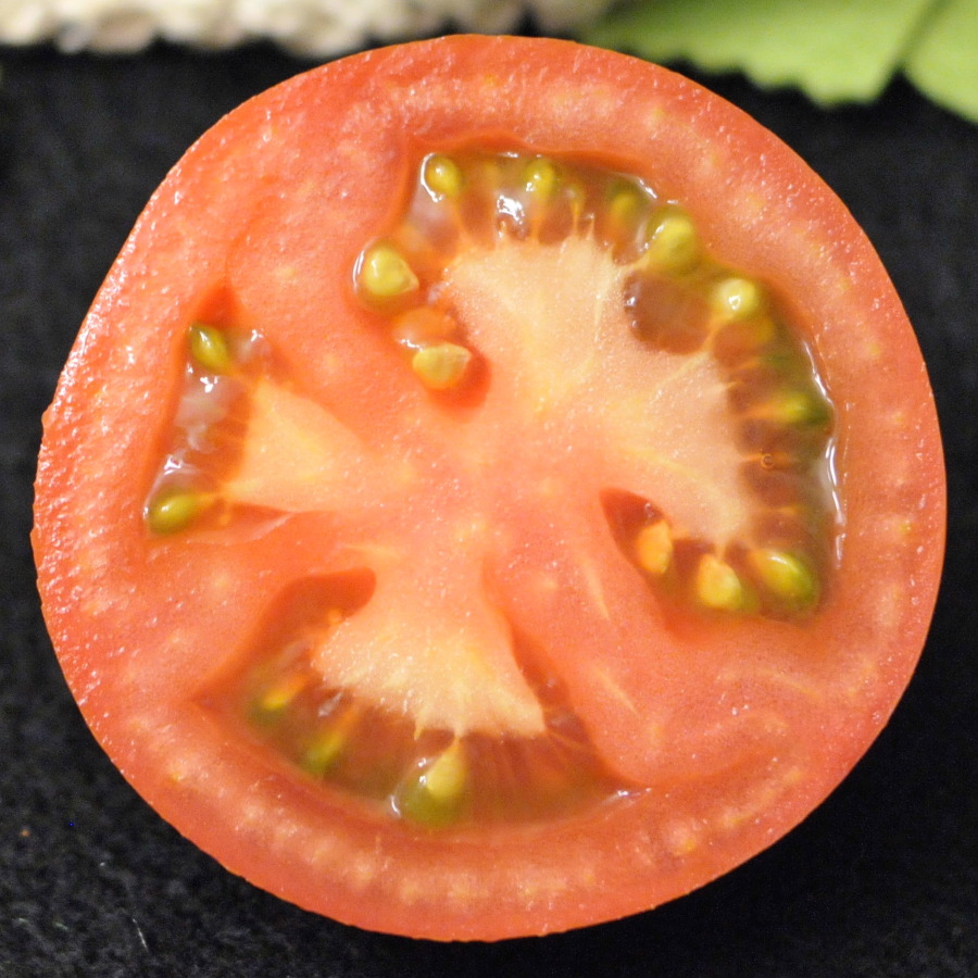 900x900 Felt Tomato Slice Tutorial - Tomato Slice Drawing