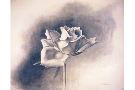 450x300 drawing basics the emergence of tonal drawing - Tonal Drawing