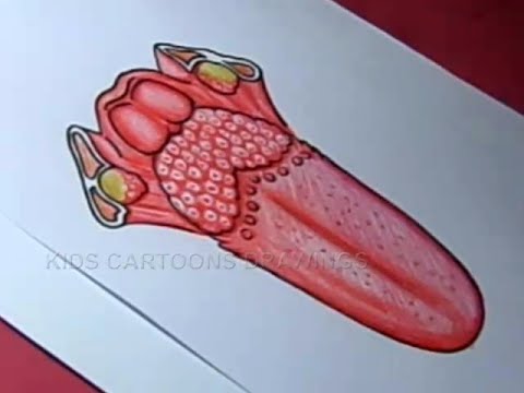 480x360 how to draw human tongue anatomy muscles drawing for kids - Tongue Drawing