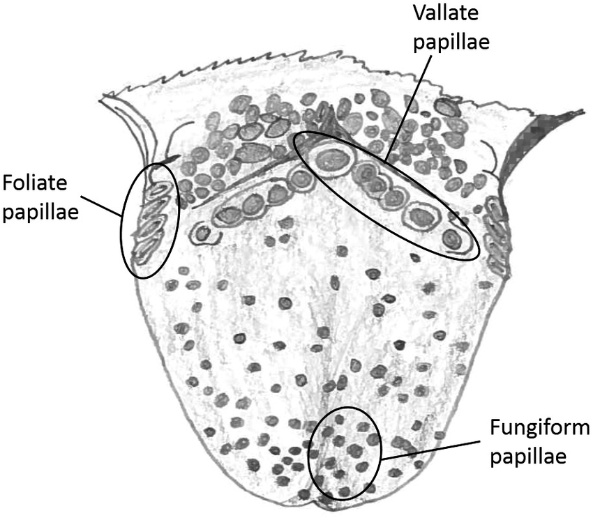 850x746 semi schematic drawing of a human tongue showing location - Tongue Drawing