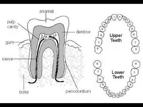 480x360 How Draw Teeth Diagram - Tooth Drawing