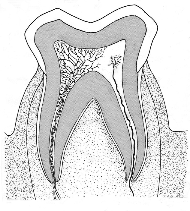 633x700 human molar vertical section through tooth biological drawings - Tooth Drawing