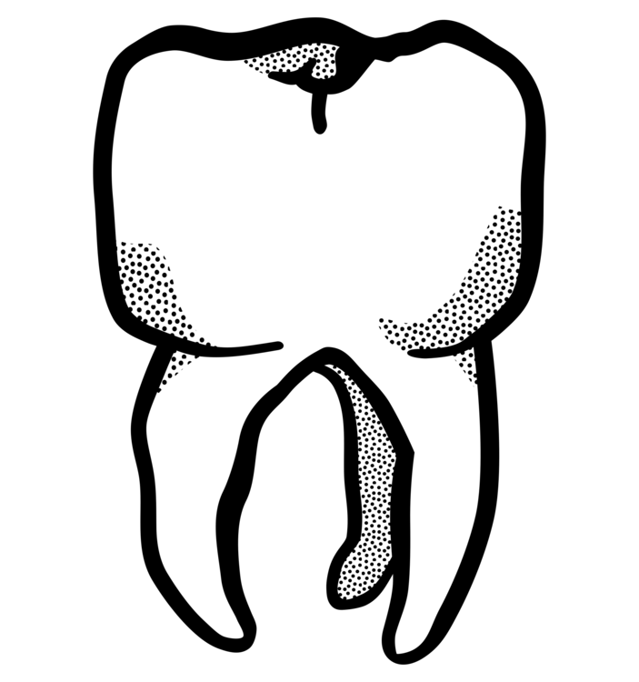 703x750 line art human tooth drawing computer icons cc0 - Tooth Drawing