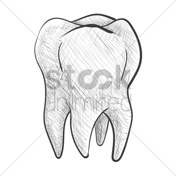 600x600 tooth vector image - Tooth Drawing