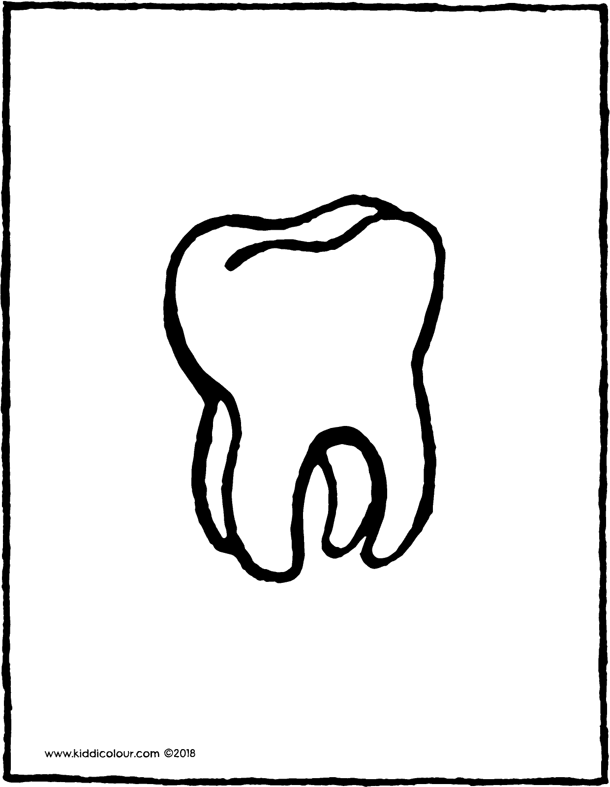 1240x1600 tooth - Tooth Drawing