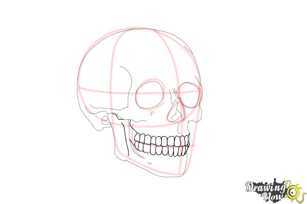 600x400 How To Draw A Skull Step - Tooth Line Drawing