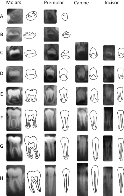 432x681 Tooth Stages - Tooth Line Drawing