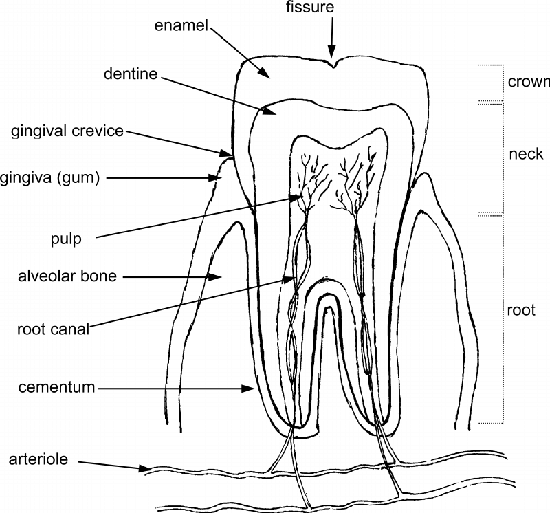 Tooth Line Drawing at PaintingValley.com | Explore collection of Tooth ...