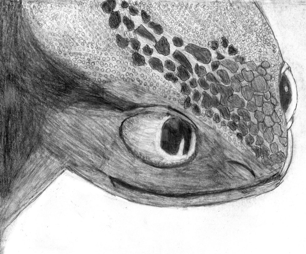 981x814 toothless drawing - Toothless Drawing