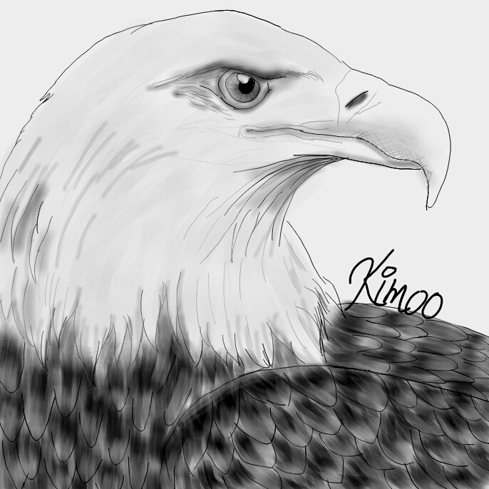 686x686 The Top Drawings From The Bird Drawing Challenge - Top Drawing