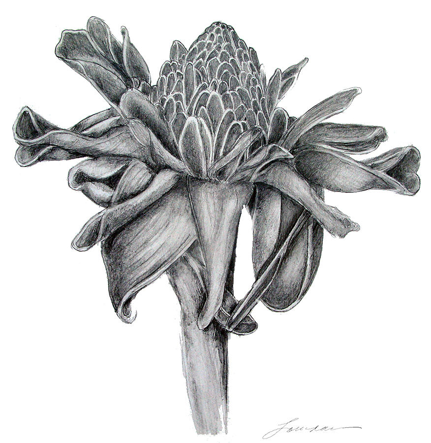 876x900 Torch Drawing - Torch Drawing