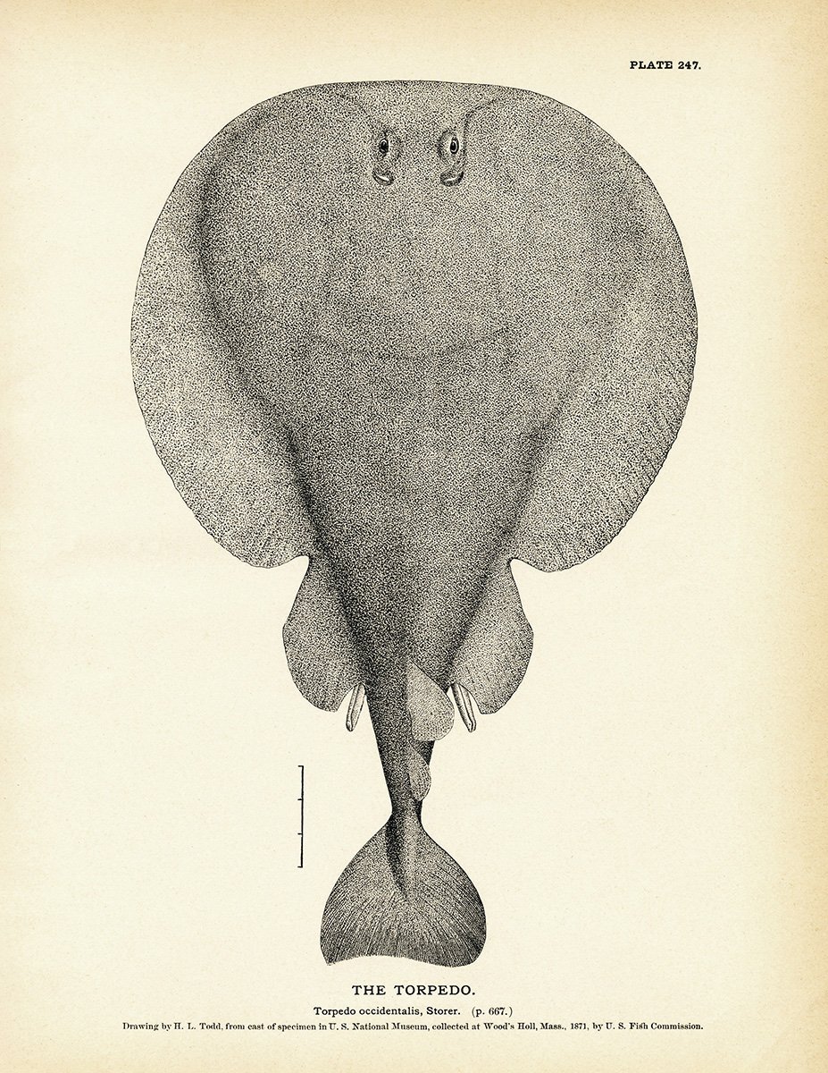 927x1200 torpedo - Torpedo Drawing