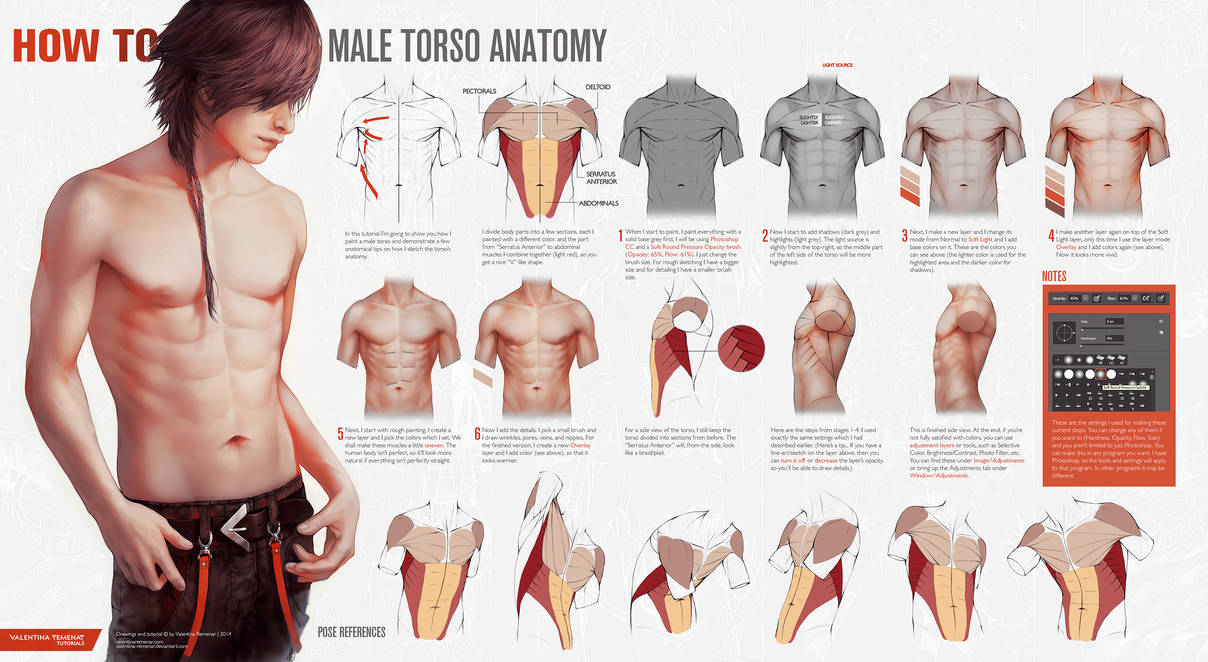 1208x662 how to male torso anatomy - Torso Anatomy Drawing