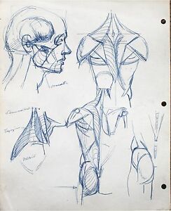 244x300 harry carmean drawing anatomy study of the head and torso blue pen - Torso Anatomy Drawing