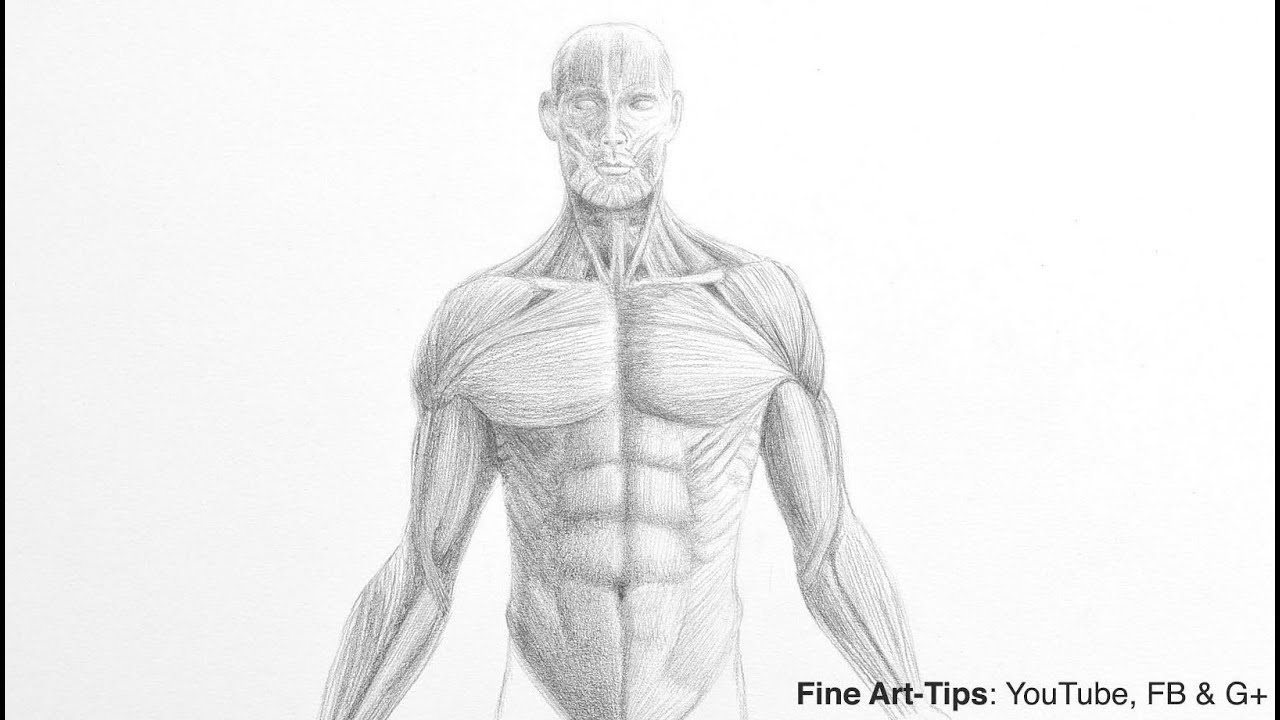 1280x720 how to draw a male torso - Torso Anatomy Drawing
