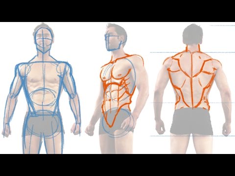 480x360 how to draw the male figure and torso muscles - Torso Anatomy Drawing