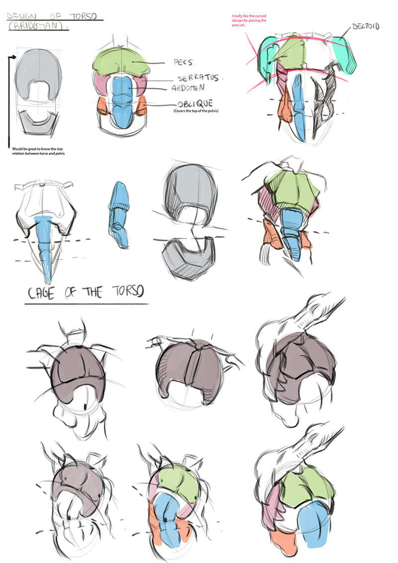 800x1132 life drawing dublin anatomy torso front view studies - Torso Anatomy Drawing