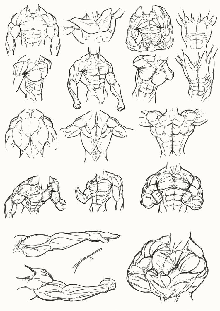 751x1063 male torso anatomy - Torso Anatomy Drawing