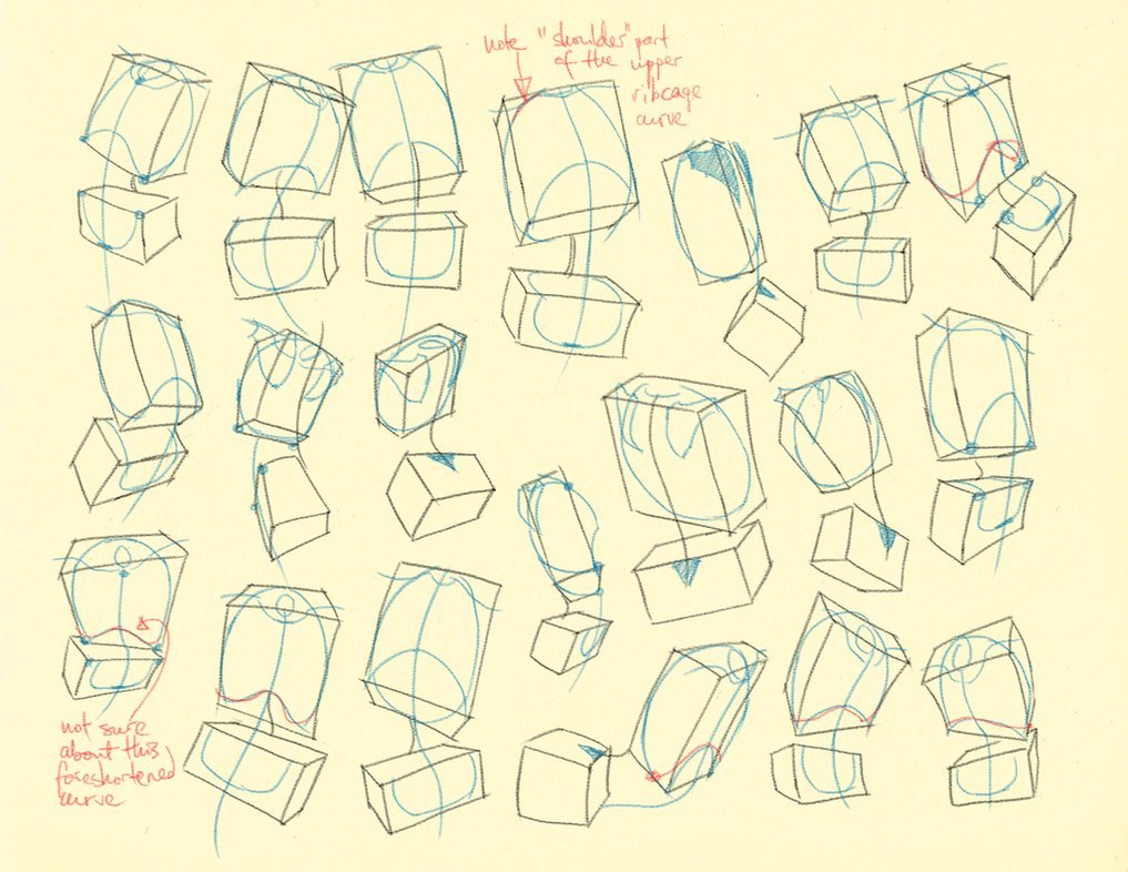 1017x786 drawing illustration torso art reference drawing tutorial how - Torso Anatomy Drawing