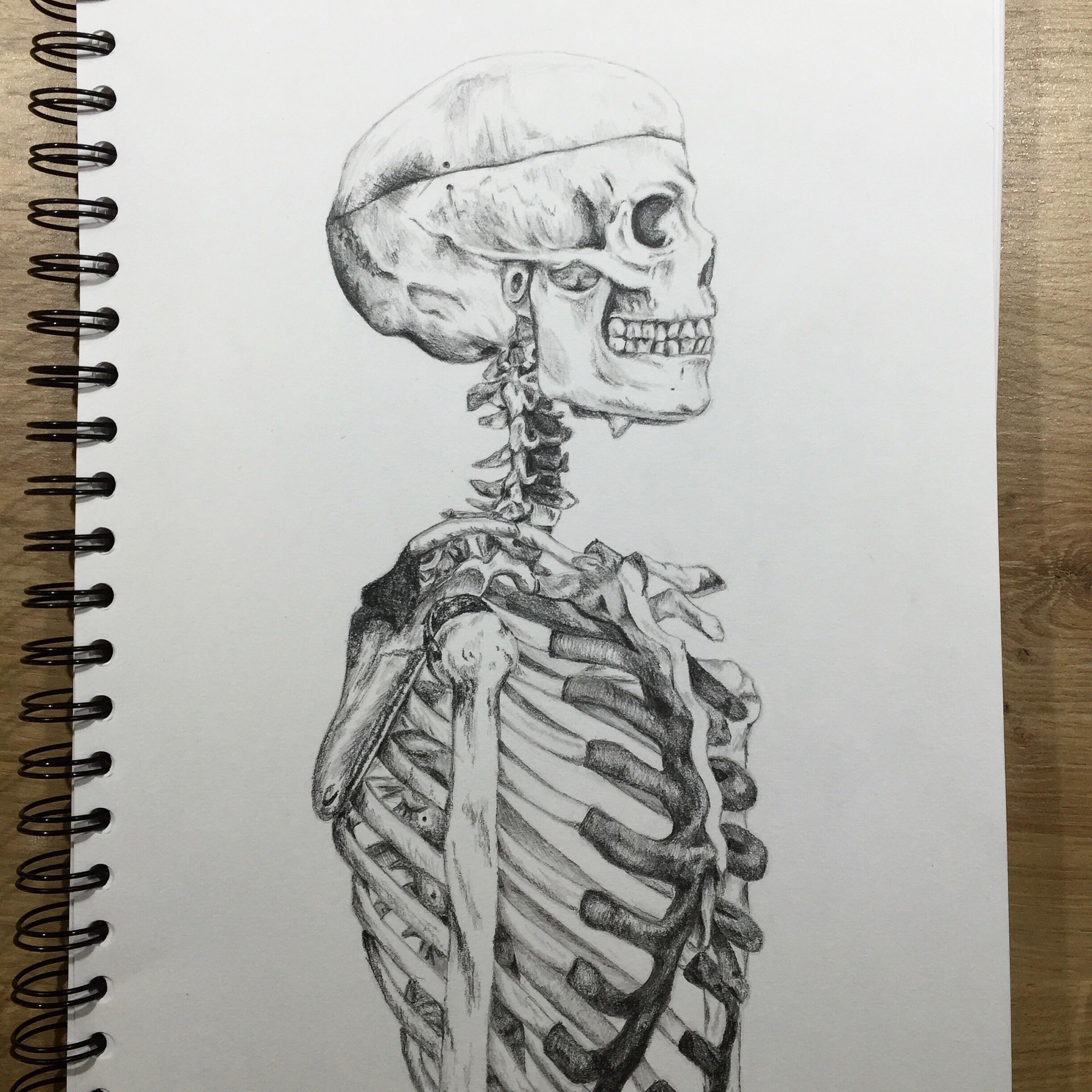 2448x2448 human skeletal torso drawing - Torso Drawing